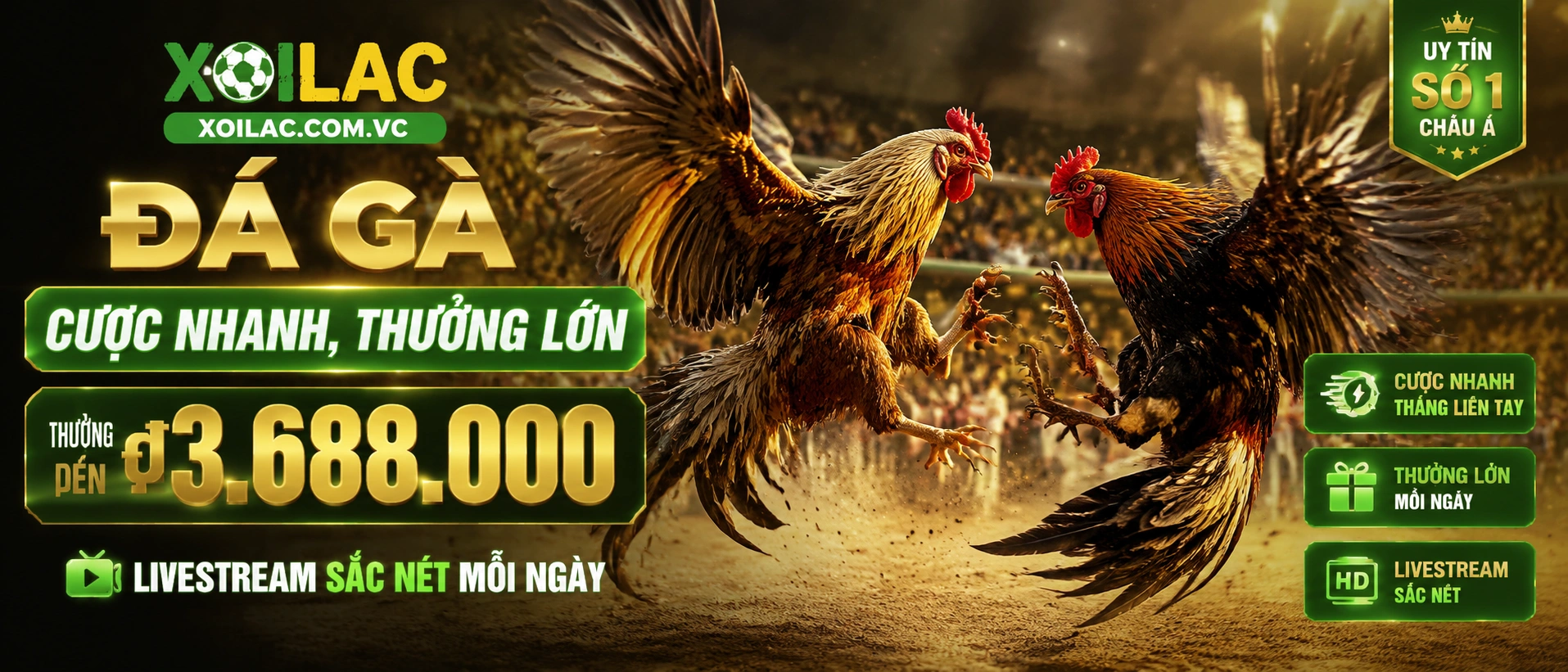 Đá Gà trực tiếp trên nền tảng giải trí